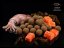 Boilies Delphin BreaX / SeaKER - Príchuť: Boilies Delphin BreaX / SeaKER | Squid-Losos/20mm/300g