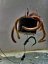 LK Baits POP-UP Pelety v dipe Sumec Special 38 mm, 160g