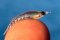 Krill – Tajná Zbraň Úspešného Rybára s Expertízou Method Feeder Fans