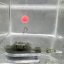 Krmítko MFF Rig Control - Gramáž: 40g - 1,41oz
