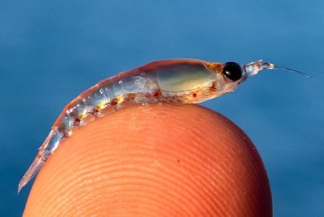 Krill – Tajná Zbraň Úspešného Rybára s Expertízou Method Feeder Fans