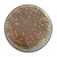 Cesto na pstruhy PowerBait® Trout Bait Natural - Príchuť: Oranžová