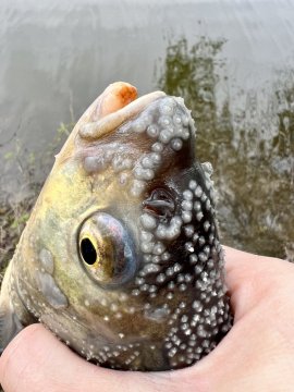 Májový Method Feeder: Explózia záberov a taktika